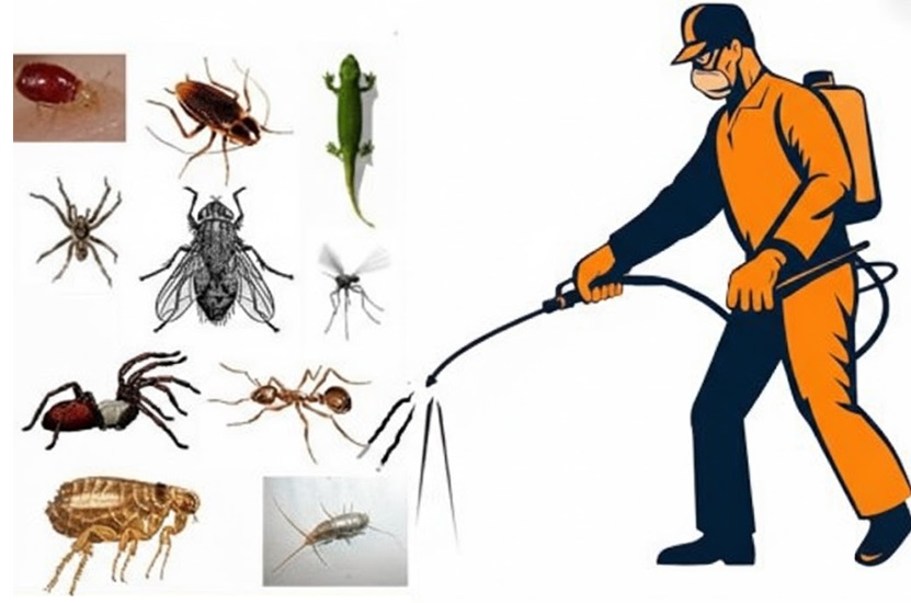 Reliable Pest Solutions in Phoenix